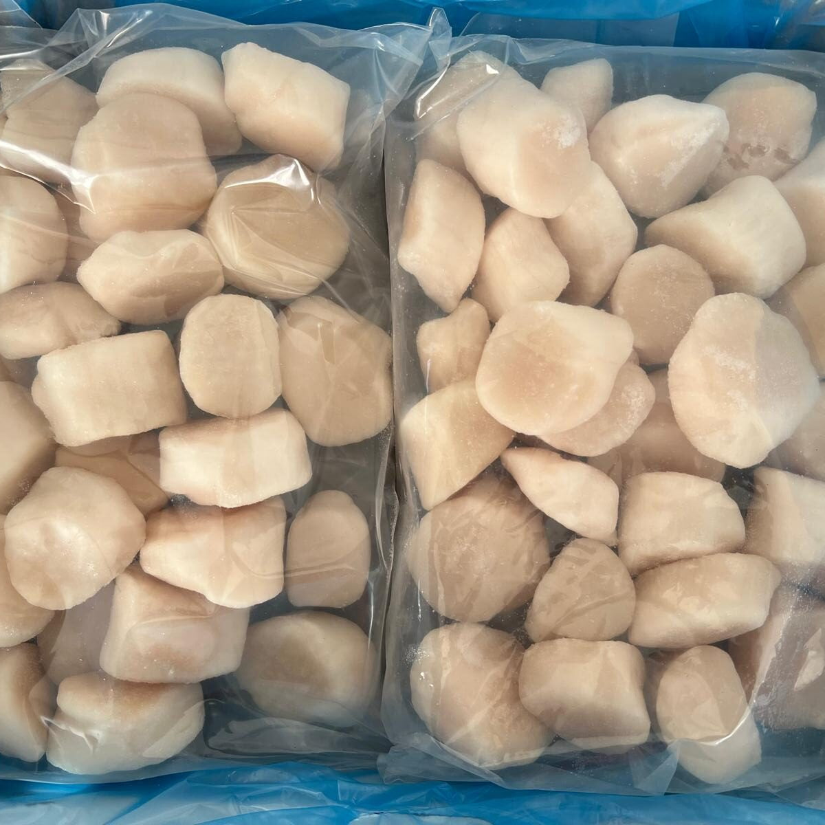 Pétoncle Géant 10-20 (2x2lbs) - VitaMenu