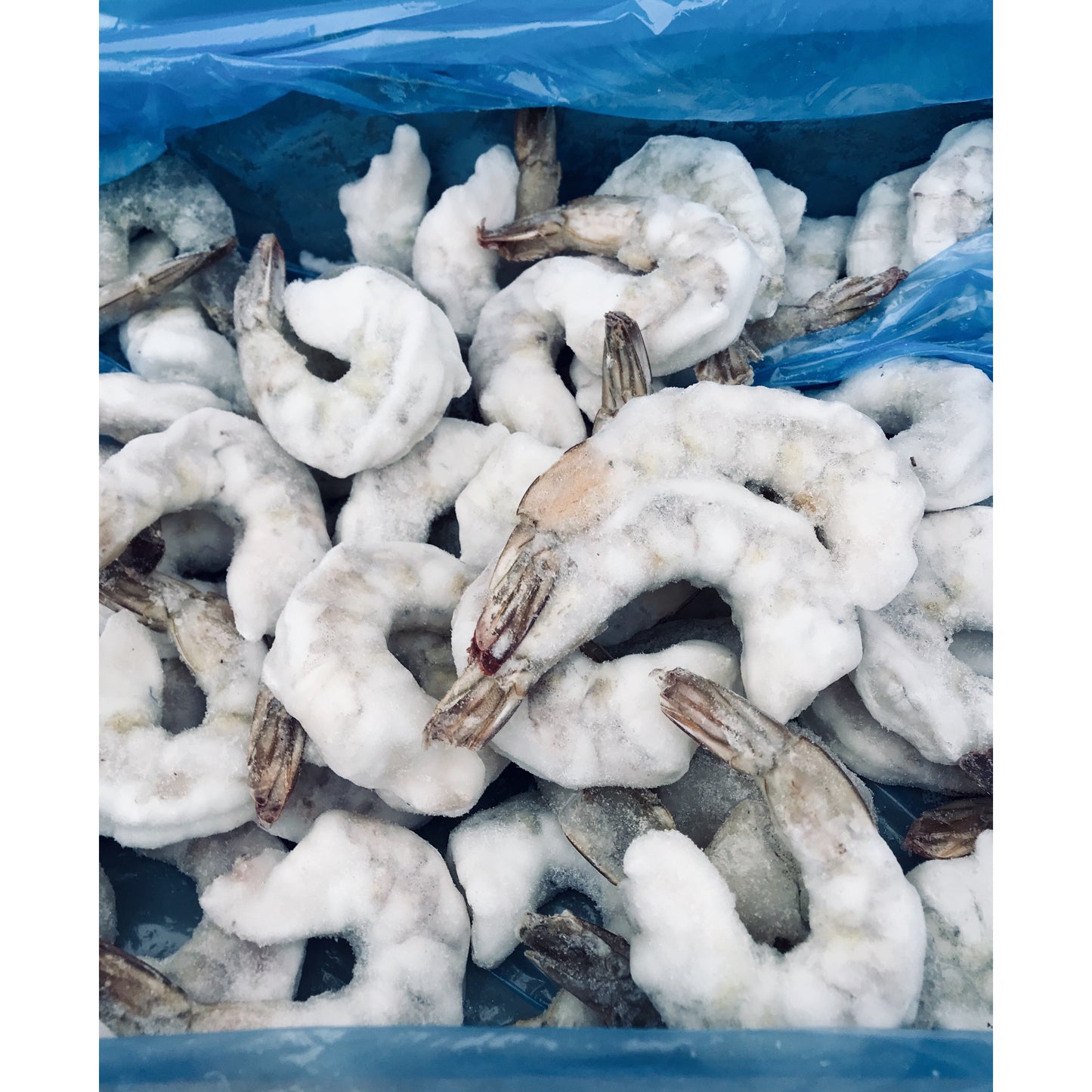 Crevette géante tigrée / 9-12 / - VitaMenu